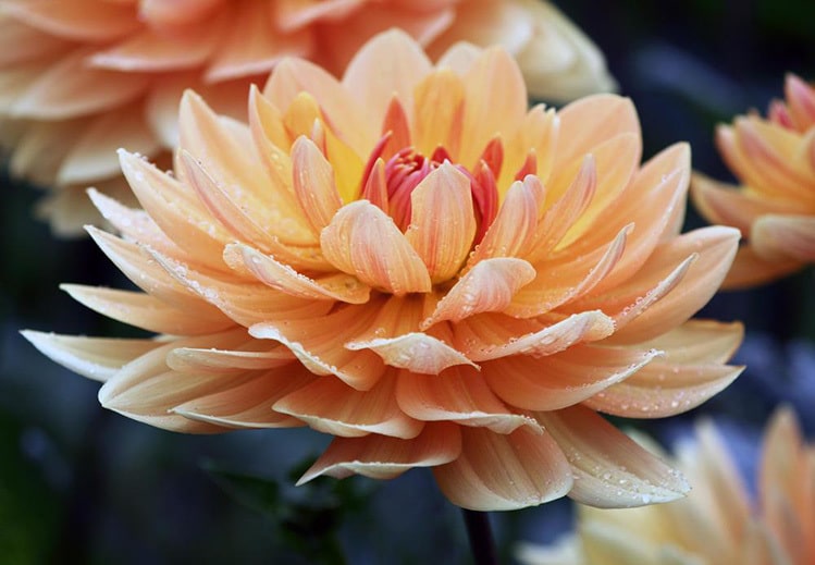 feminine energy flower