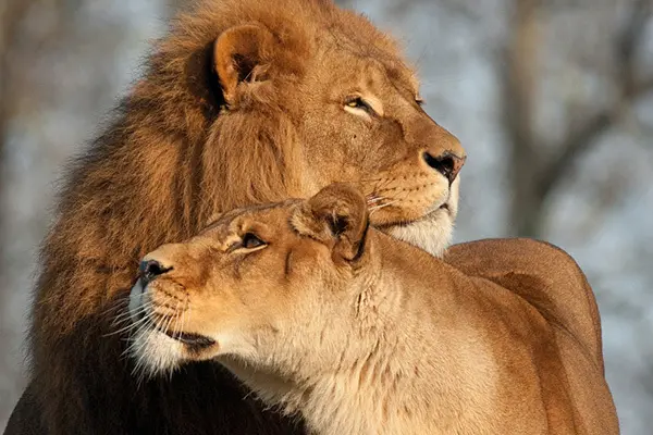 leader lion care for female lion