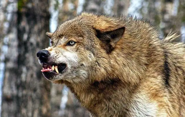 wolf ready to fight