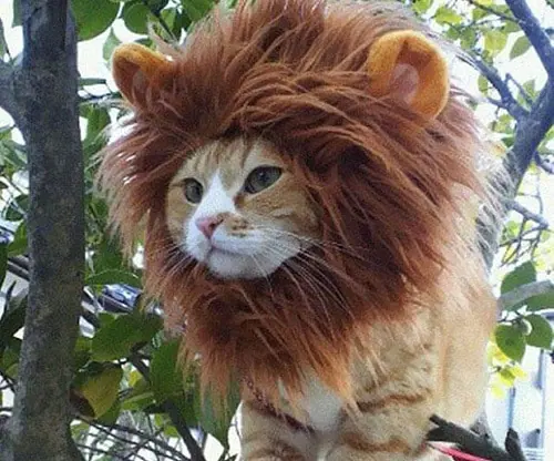 beta lion faking confidence