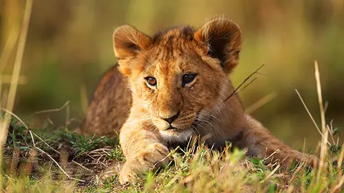 lion cub learning real confidence