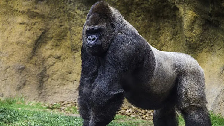 confident alpha male gorilla ready to fight